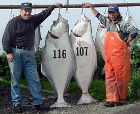 One of Bob's Alaska fishing adventures.  Congratulations to Bob for winning the $100. weekly fishing derby with this 116 lb. halibut.