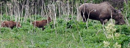 Mama moose with small babies grazing near the Alaska fishing campground.